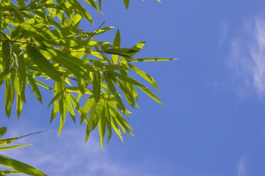 Yeşil Energy.Leaf desen yeşil bambu veya soyut mavi gökyüzü arka plan ile bırakır. Dünya Su günü veya ulusal Ormancılık koruma günü.