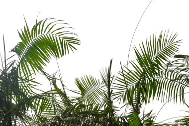 Derin karanlık yeşil palmiye desen ile izole beyaz arka plan üzerinde bırakır. Metniniz için yaratıcı düzen alanını.