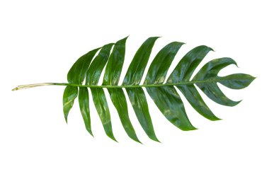 Yaprak yaprak beyaz arka plan üzerinde izole tropikal ormanda.