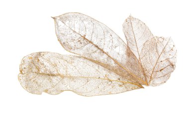 Koleksiyon kuru yaprakları izole beyaz dokular arka plan üzerinde. Kurutulmuş desen açık ölü bitki dal doğa. Flora sarı kök sembolü makro eski renk ayrıntı arka kapağı yapraklar.