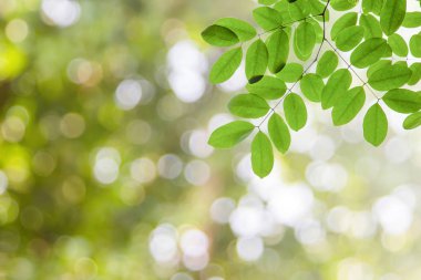 Yeşil yaprak desen bokeh veya arka plan bulanık yüzeyinde.
