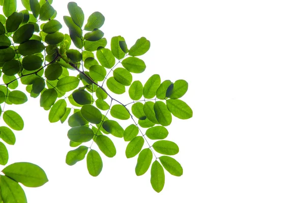 Зелене Листя Ізольовано Білому Тлі Природне Весняне Листя Саду Ботанічне — стокове фото