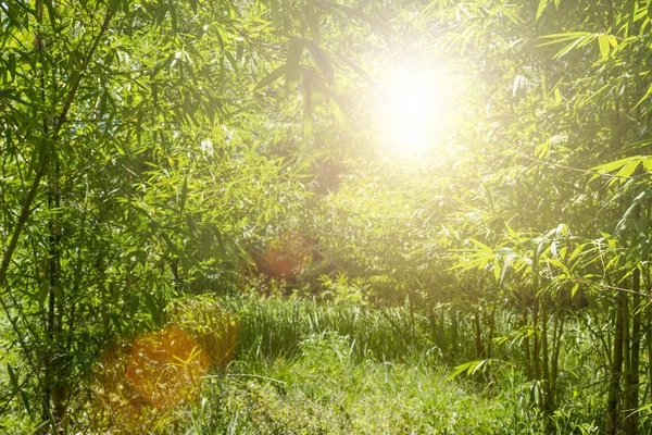 Landscape of bamboo tree in tropical rainforest, thailand. Growing green border design over blurred sun on background. Space for your text.