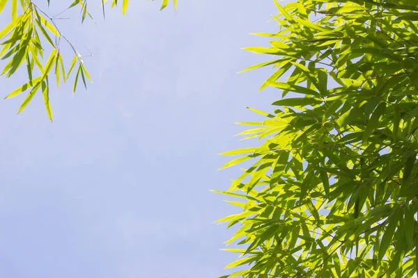 Verde Energy Leaf Modello Foglie Verdi Bambù Astratto Con Sfondo — Foto Stock