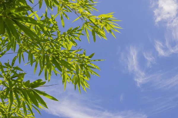绿叶图案绿叶竹子或抽象与蓝天背景 世界水日或国家森林保护日 — 图库照片