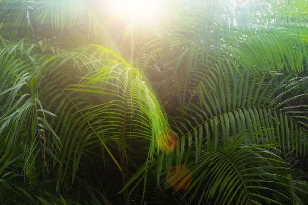 Patrón Hojas Palma Verde Oscuro Profundo Con Efecto Destello Sol —  Fotos de Stock