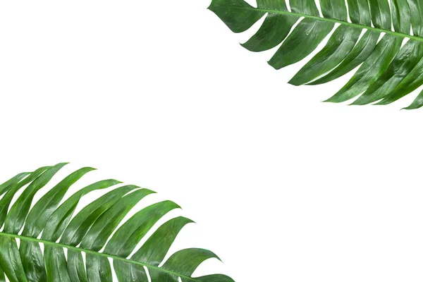 Listy Tropické Džungli Listí Izolovaných Bílém Pozadí — Stock fotografie