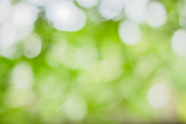 Yeşil ve beyaz ufuk doğa bulanık bulanıklık veya kar parlaklık renkli ışık ışık hayatta bahar arka plan ile bir ağacın altında pırıl pırıl bokeh daireler renk.