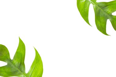 Yeşil yaprak veya tropikal palmiye yaprakları beyaz arka plandan izole yaprakları ormanın