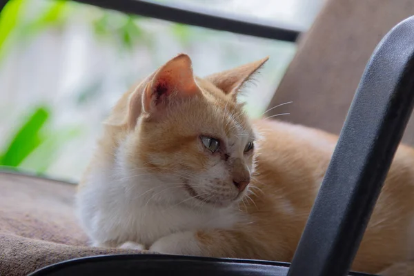 Gato Marrón Doméstico Relajado Acostado Mirando Sospechosamente Una Silla Trabajo — Foto de Stock
