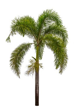 Beyaz arka plan üzerinde izole palmiye ağacı. Kırpma yolu dahil.