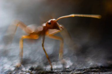 Ateş karıncası ağaç üzerinde bahçede yürüyüş, turuncu arka plan bulanık.