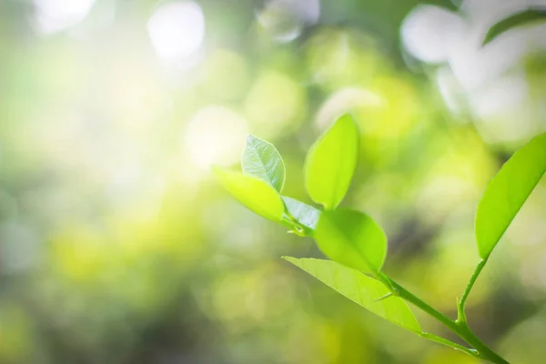 Крупним Планом Вид Природу Зеленого Чаю Листя Лайма Плантації Саду — стокове фото