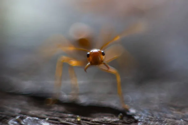Fire Ants Walk Garden Tree Blurred Orange Background — Stock Photo, Image