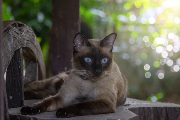 Los Gatos Grises Tienen Ojos Azules Que Miran Sospechosamente Vieja — Foto de Stock