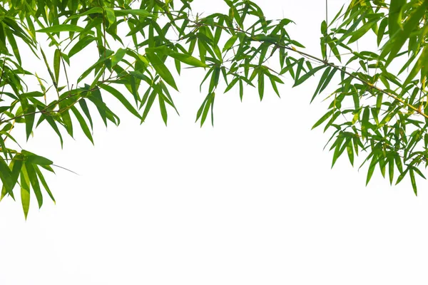 Foglie Modello Foglie Bambù Sfondo Astratto Energia Verde Mondo Giornata — Foto Stock
