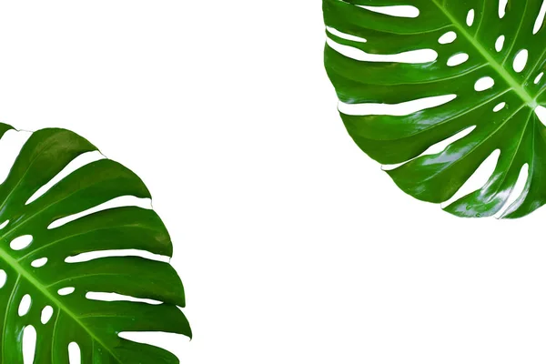 Folha Planta Monstera Videira Tropical Perene Isolada Fundo Branco Decoração — Fotografia de Stock