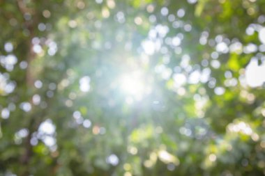 Doğal bahar, arka planda bulanık yeşil yapraklar bırakır. Ormanda günbatımından kısa bir süre önce yumuşak renkler ve parlak güneş ışığı yaratır..