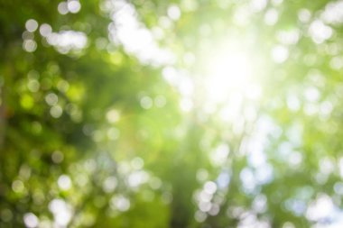Doğal bahar, arka planda bulanık yeşil yapraklar bırakır. Ormanda günbatımından kısa bir süre önce yumuşak renkler ve parlak güneş ışığı yaratır..