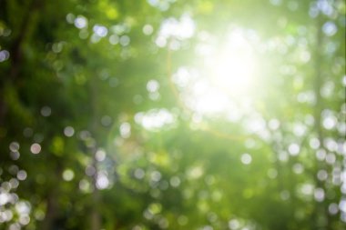 Doğal bahar, arka planda bulanık yeşil yapraklar bırakır. Ormanda günbatımından kısa bir süre önce yumuşak renkler ve parlak güneş ışığı yaratır..