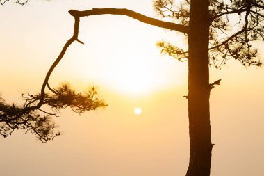 Soyut, Vintage tarzı turuncu bokeh ışık sonbahar gökyüzü sahne seyir sırasında altın saat sun rise arka plan ağaç ve genç erkek fotoğrafçı, sahada bulanıklık. Seyahat ve yaz tatil kavramı.