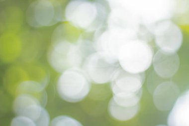 Doğal bahar, arka planda bulanık yeşil yapraklar bırakır. Ormanda günbatımından kısa bir süre önce yumuşak renkler ve parlak güneş ışığı yaratır..