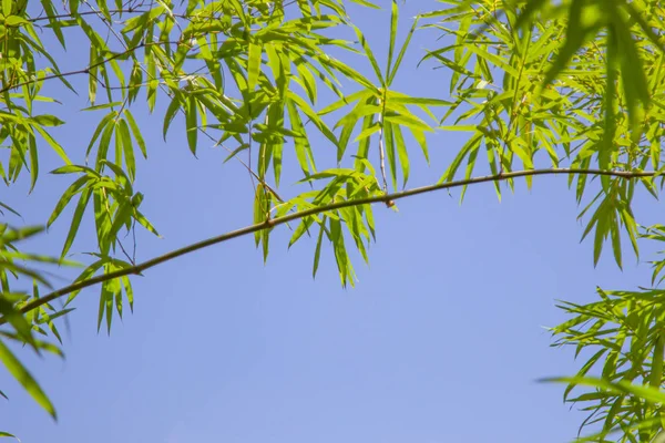 Crescente cornice di bambù foglia in foresta o texture sfondo . — Foto Stock