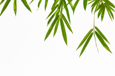 Beyaz izole doku backg üzerinde Büyüyen Yaprak Bambu çerçeve doğa