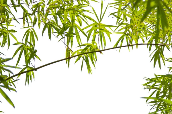 Crescente natura cornice foglia di bambù su sfondo bianco struttura isolata (percorso di ritaglio). Energia verde e Giornata mondiale dell'acqua o Giornata nazionale per la conservazione delle foreste. Spazio per il testo. Bandiera grandangolare . — Foto Stock