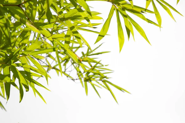Growing Leaf Marco de bambú naturaleza en blanco aislado textura respaldo — Foto de Stock
