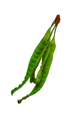 Kokuşmuş fasulye veya Petai veya Pete veya Sato veya Acı fasulye kırpma yolu ile beyaz arka plan izole.