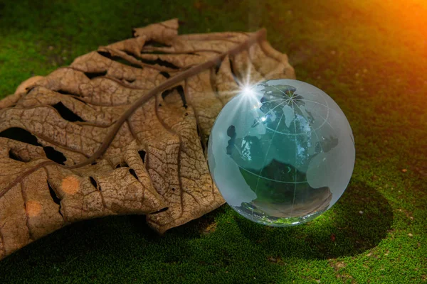 Křišťálové sklo na suchém listí na zeleném mechu a reflektuje — Stock fotografie