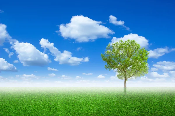 Lone tree in a meadow with on green field or spring tree in green field of grass and blue sky on background. Colorful landscape tree and fog in clear nature, with free copy space.