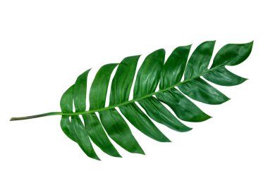 Monstera kompozisyon tasarım tarzı egzotik için yemyeşil dekorasyon bırakır. Tropikal palmiye philodendron yaprak izole beyaz arka plan ve dal yeşillik karayipler, botanik doğa kavramları. (kırpma yolu)