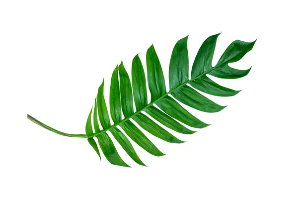 Monstera laisse la décoration luxuriante pour la composition style design exotique. Feuille de philodendron de palmier tropical isolé fond blanc et vert branches, concepts de nature botanique. Fond estival. (chemin de coupure ) — Photo