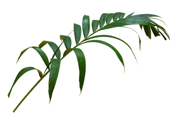Las hojas de la palma de coco aisladas sobre fondo blanco. Primavera o — Foto de Stock
