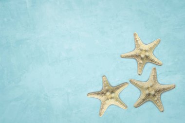 Deniz kabukları ve denizyıldızları mavi beton çatı zemin üzerinde. Seyahat, gezi, eğlence den hediyelik eşya. Cruise tema deniz. Deniz, kum, plaj. Doğal malzemeler ve kopya alanı için yaz aylarında seyahat.