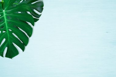 Mavi arka planda yeşil palmiye ve canavar yaprağı. Düz yatıyordu, üst