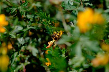 Sarı çiçekte küçük yaban arısı