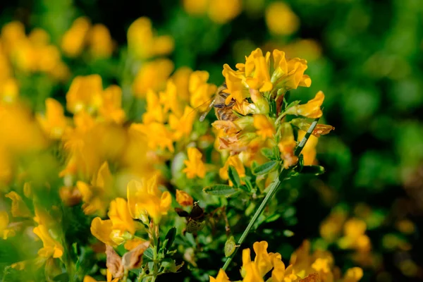 Abelha Nas Flores Amarelas — Fotografia de Stock