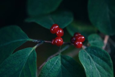 Ormanda güneş ışığındaki büyük yeşil yaprak