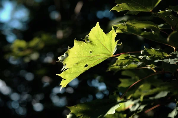 Groot Groen Blad Zonnestralen Het Bos — Stockfoto