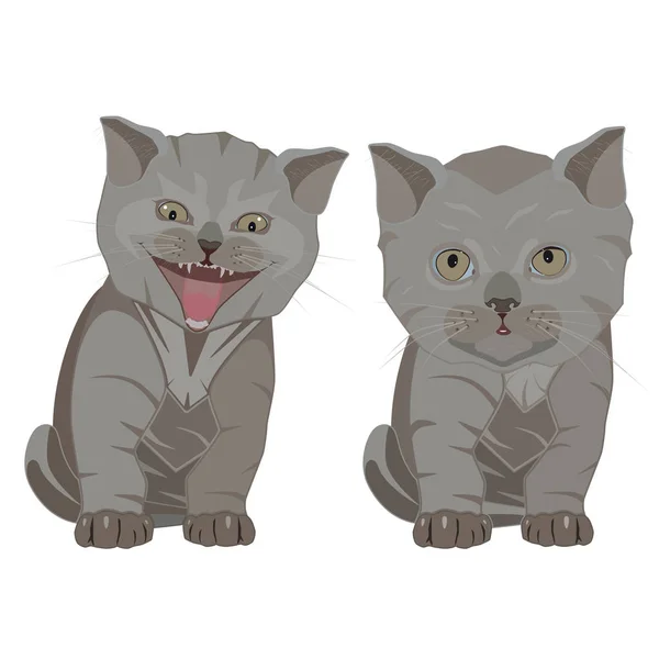 ブリティッシュショートヘア繁殖子猫ベクトル フラット イラスト — ストックベクタ
