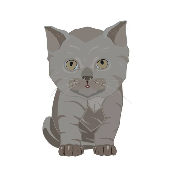 Британська короткошерста порода кошеня сумно вектор плоскої ілюстрація — стоковий вектор