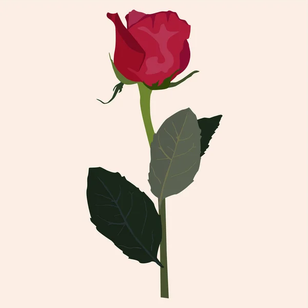 Blühende rote Rose Vektor flache isolierte Illustration — Stockvektor