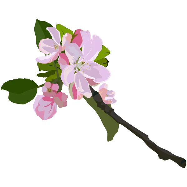 Apfelbaumzweig in Blüte, vektorisolierte Abbildung — Stockvektor