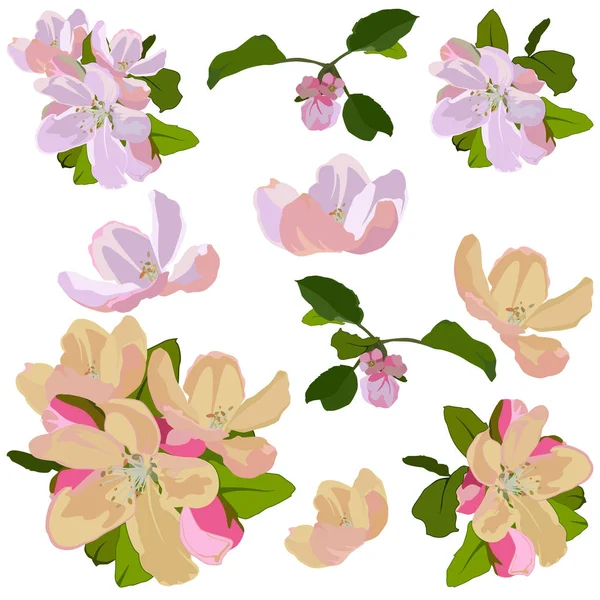 Jablkový set Kvetoucí strom, vektorová izolovaná ilustrace — Stockový vektor