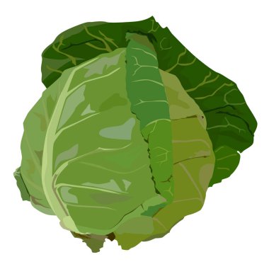 Taze beyaz lahana, vektör düz izole illüstrasyon