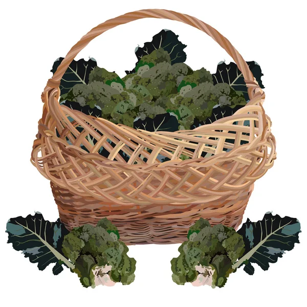 Cesta de vime cheia de brócolos frescos, ilustração vetorial isolada — Vetor de Stock