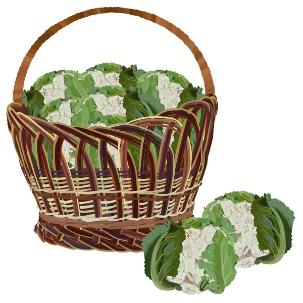 Wicker basket full of fresh cauliflower, vector isolated illustration — Stock Vector